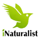 inaturalist